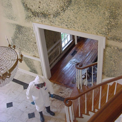 Mold Inspection And Removal