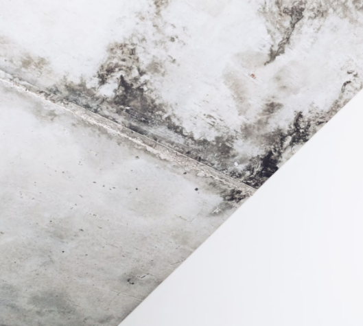 How to Get Rid of Mold in the Attic: The Basic Guide